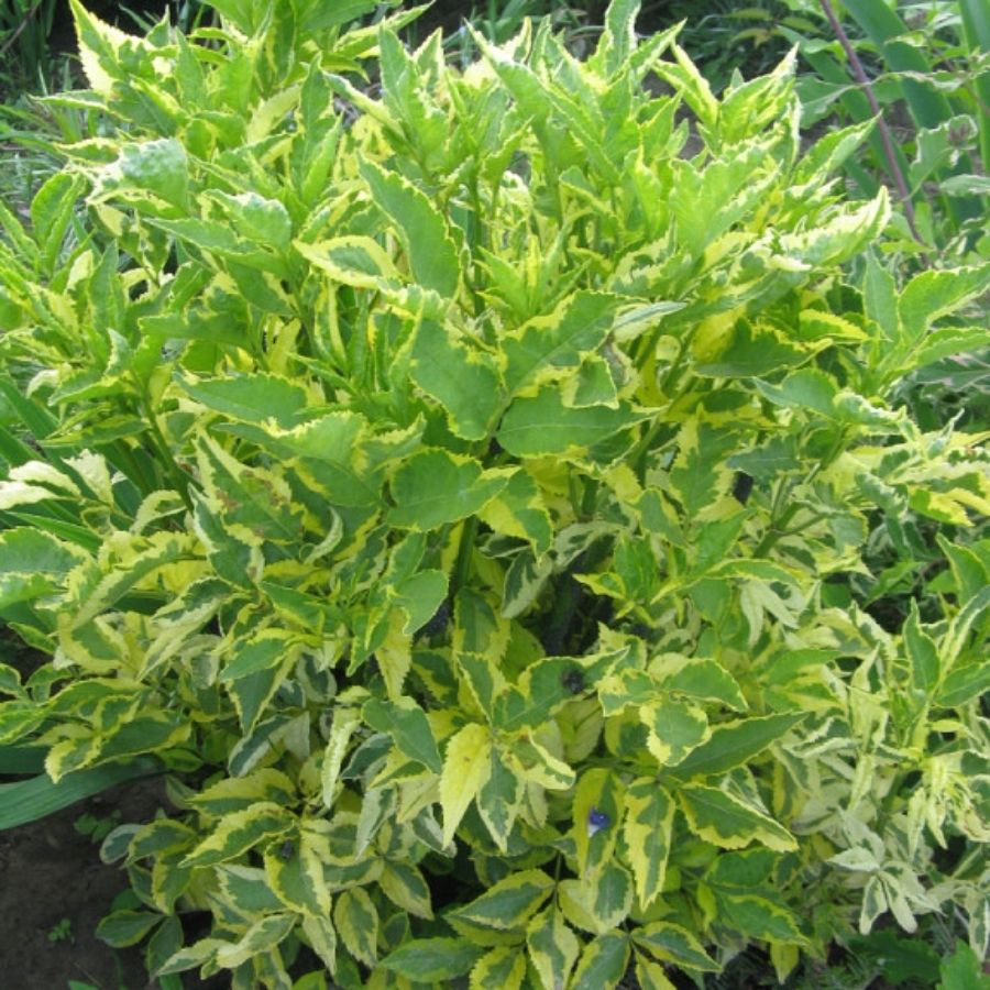 Бузина черная Мадонна, С3 - Dolina-Sad.Ru