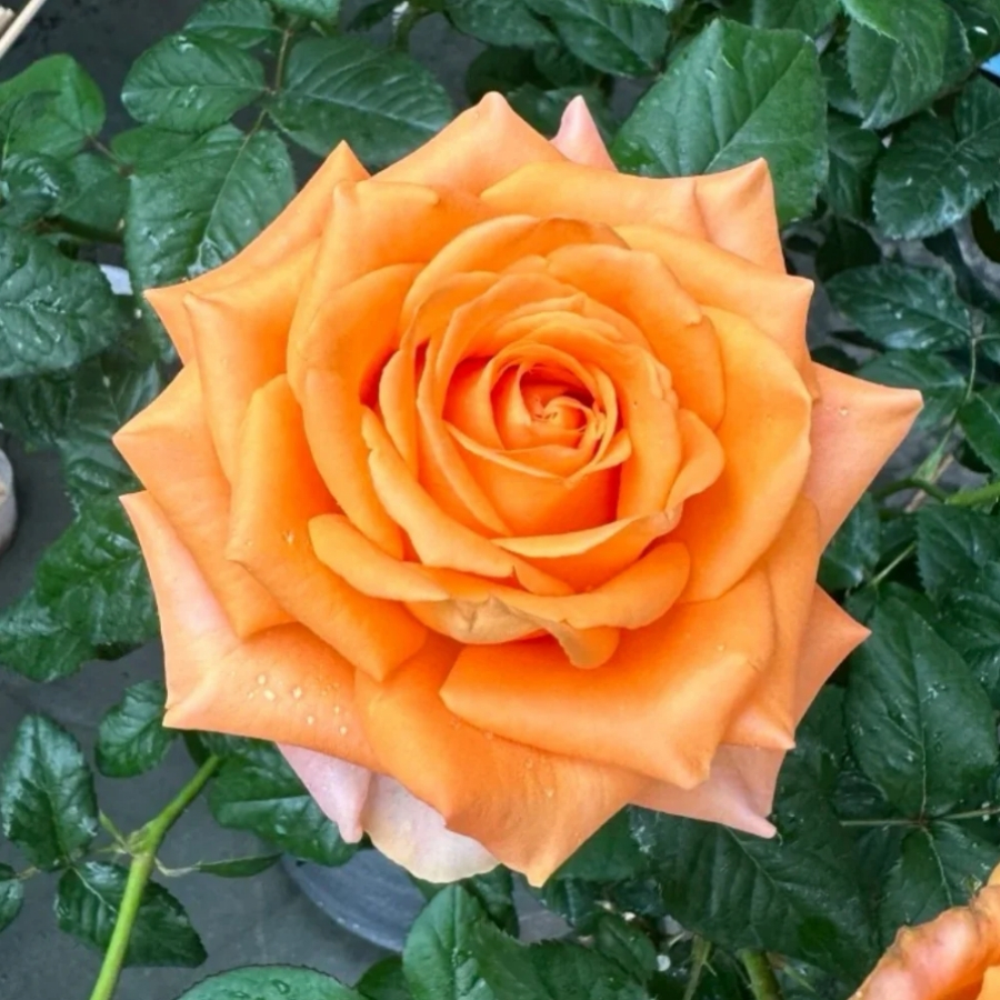 Роза Кингс Дей в горшке Роза Кингс Дей в горшке - Dolina-Sad.Ru