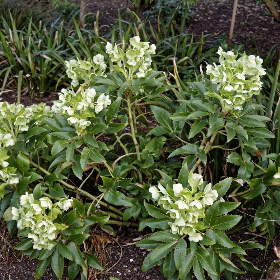 Морозник падуболистный Морозник падуболистный - Dolina-Sad.Ru