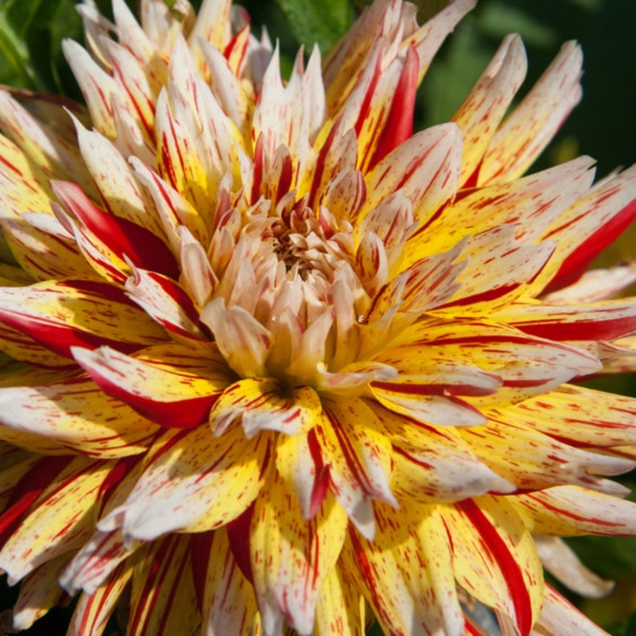 Георгина Вайнсом - Dolina-Sad.Ru