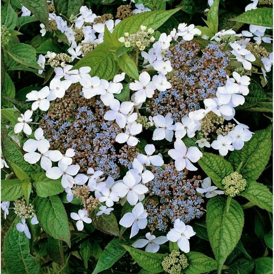 Гортензия крупнолистная Ланарт Уайт, С2 Гортензия крупнолистная Ланарт Уайт, С2 - Dolina-Sad.Ru
