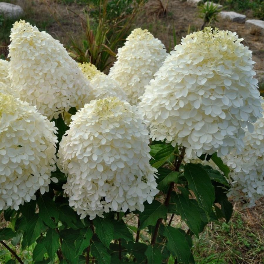 Гортензия метельчатая Фантом, С2 Гортензия метельчатая Фантом, С2 - Dolina-Sad.Ru