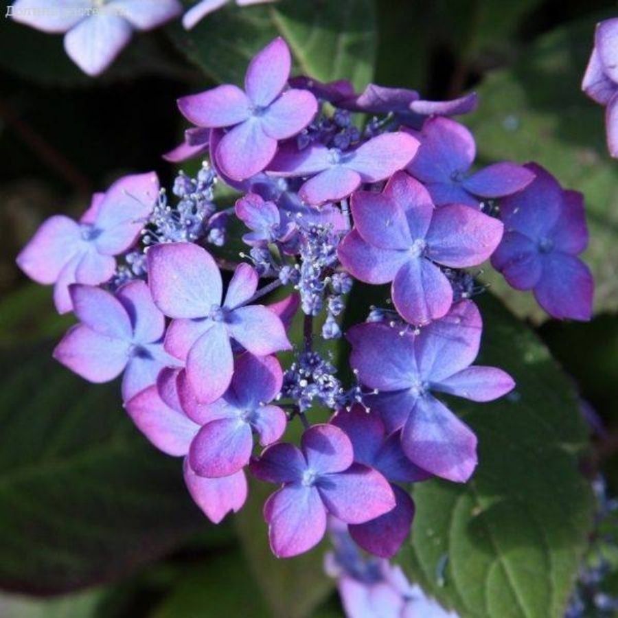 Гортензия пильчатая Мэджик Сансэт, С3 - Dolina-Sad.Ru