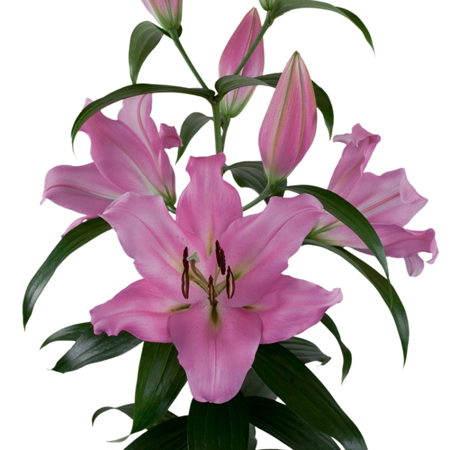 Лилия Белламонте - Dolina-Sad.Ru