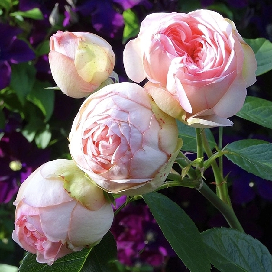 Роза Чарминг Пиано - Dolina-Sad.Ru