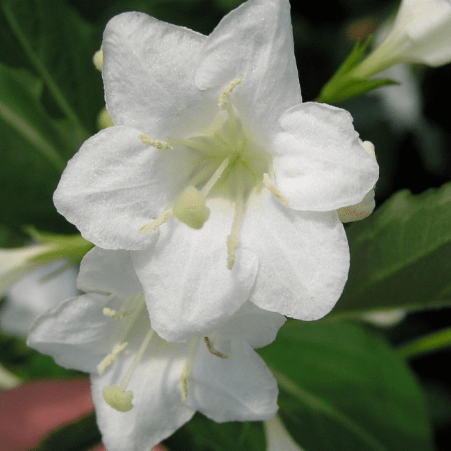 Вейгела Сноуфлейк, С3 - Dolina-Sad.Ru