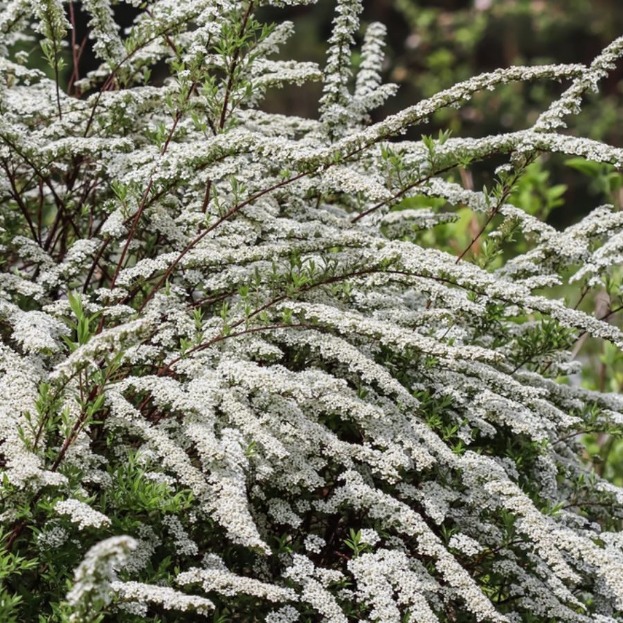 Спирея тунберга - Dolina-Sad.Ru