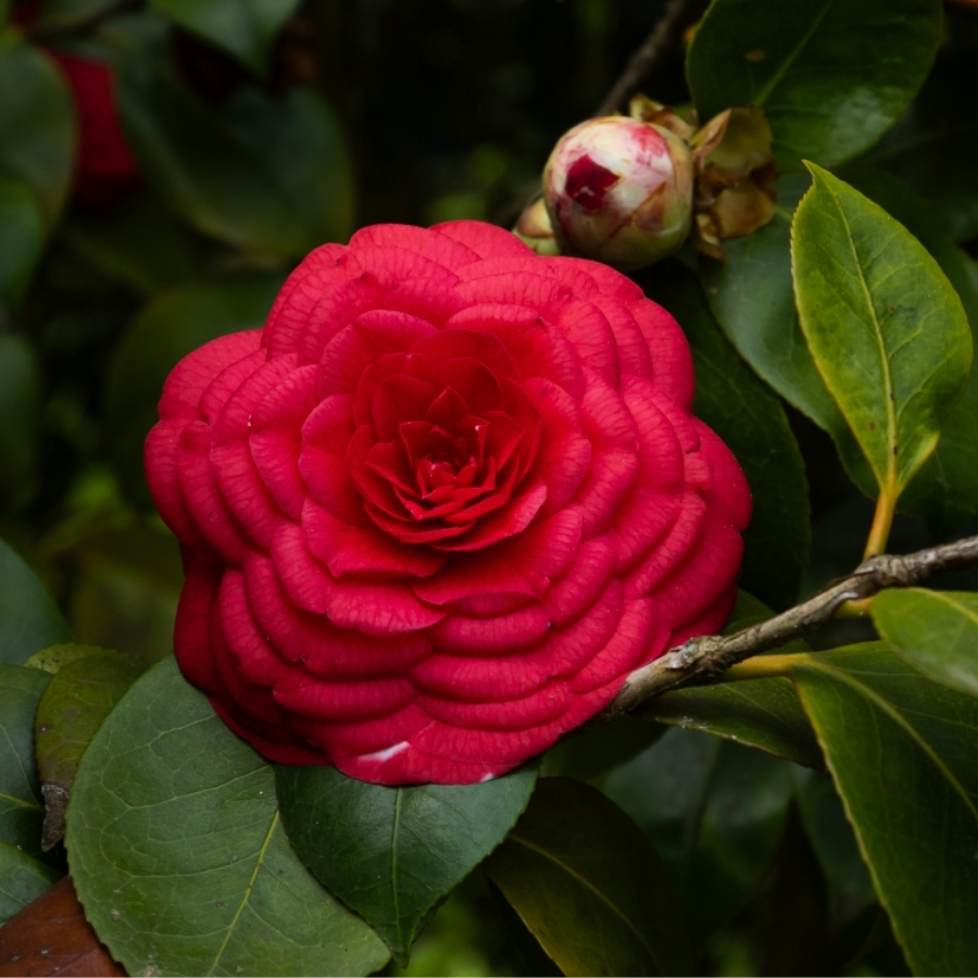 Камелия японская Маргерита Колеони - Dolina-Sad.Ru