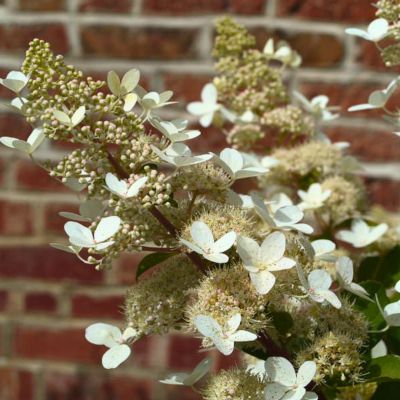 Гортензия метельчатая Голиаф, С2 Гортензия метельчатая Голиаф, С2 - Dolina-Sad.Ru