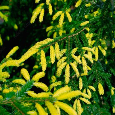 Ель восточная Ауреоспиката Ель восточная Ауреоспиката - Dolina-Sad.Ru