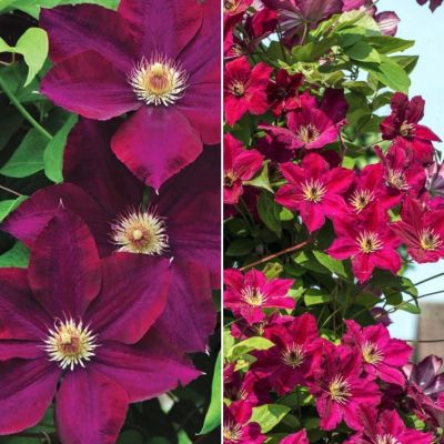 Набор клематисов Краса Набор клематисов Краса - Dolina-Sad.Ru