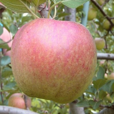 Яблоня Диамант/Осенняя Яблоня Диамант/Осенняя - Dolina-Sad.Ru