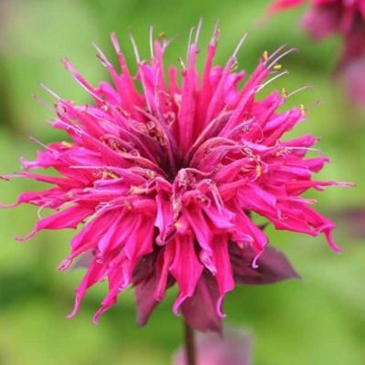 Монарда Фаерболл - Dolina-Sad.Ru