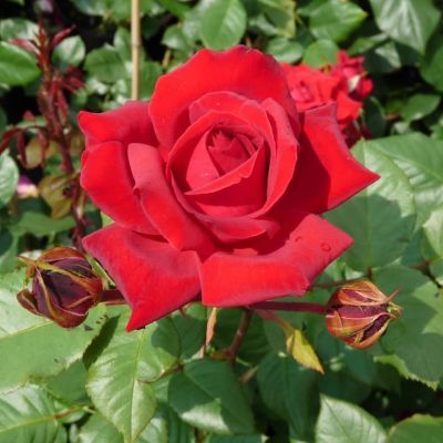 Роза Мушист Ара Роза Мушист Ара фото