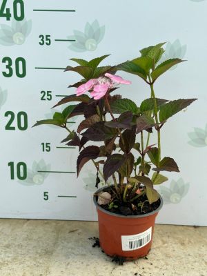 Гортензия пильчатая Дардевил Гортензия пильчатая Дардевил - Dolina-Sad.Ru