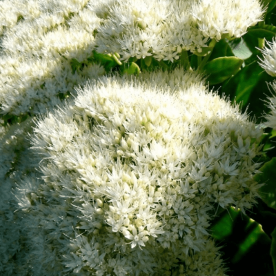 Седум видный Стар Даст фото