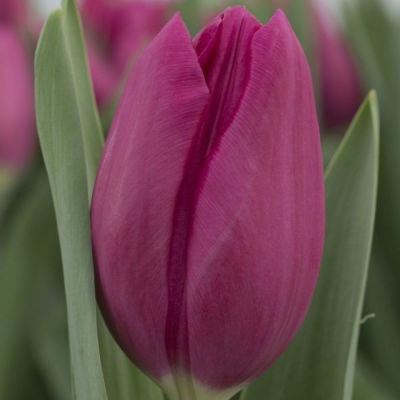 Тюльпан Панама Тюльпан Панама - Dolina-Sad.Ru