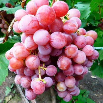 Виноград Эва Виноград Эва фото