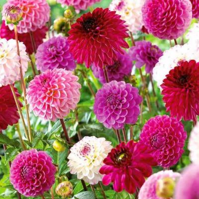 Георгина Микс Пинк /Пурпл/Уайт Георгина Микс Пинк /Пурпл/Уайт - Dolina-Sad.Ru