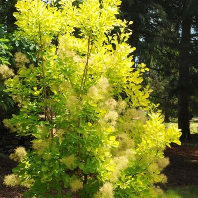 Скумпия кожевенная Голден Спирит Скумпия кожевенная Голден Спирит фото