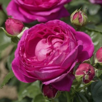 Роза Анушка - Dolina-Sad.Ru