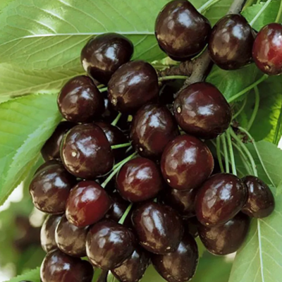 Черешня Кордия Черешня Кордия фото