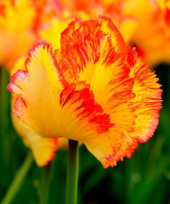 Тюльпан Карибиан Пэррот Тюльпан Карибиан Пэррот фото