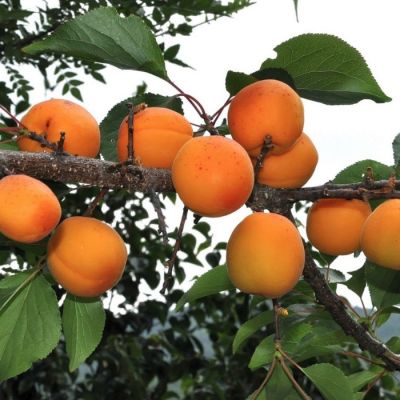 Абрикос Хабаровский Абрикос Хабаровский - Dolina-Sad.Ru