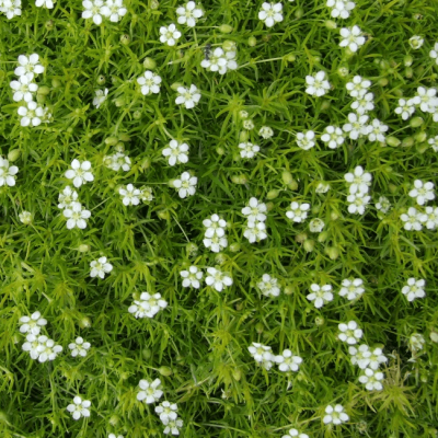 Мшанка шиловидная , P11 Мшанка шиловидная , P11 фото