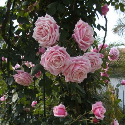 Роза Блоссомтайм Роза Блоссомтайм - Dolina-Sad.Ru