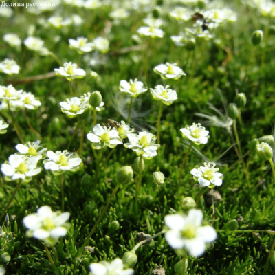 Мшанка шиловидная , P11 Мшанка шиловидная , P11 фото