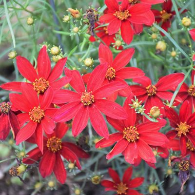 Кореопсис Хот Паприка Кореопсис Хот Паприка - Dolina-Sad.Ru