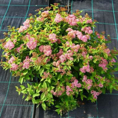 Спирея японская Манон, С5 Спирея японская Манон, С5 - Dolina-Sad.Ru