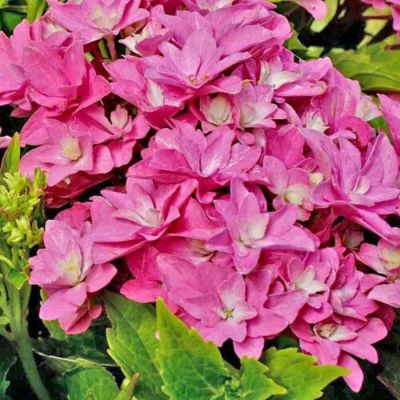 Гортензия крупнолистная Мэджикал Фарфалла, С2 - Dolina-Sad.Ru