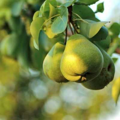 Груша Завея Груша Завея - Dolina-Sad.Ru