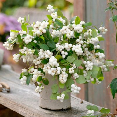 Снежноягодник белый, С3 Снежноягодник белый, С3 - Dolina-Sad.Ru