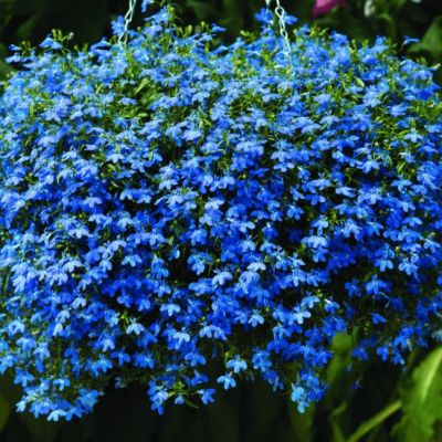 Лобелия плетистая Сапфир Лобелия плетистая Сапфир фото