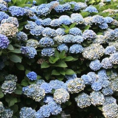 Гортензия крупнолистная Ксиан - Dolina-Sad.Ru