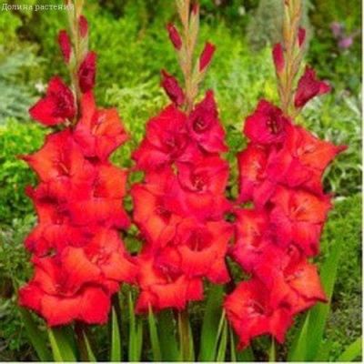 Гладиолус Бонфаер Гладиолус Бонфаер фото