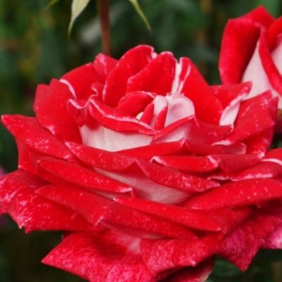 Роза Люксор Роза Люксор - Dolina-Sad.Ru