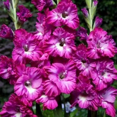 Гладиолус Наблус Гладиолус Наблус - Dolina-Sad.Ru