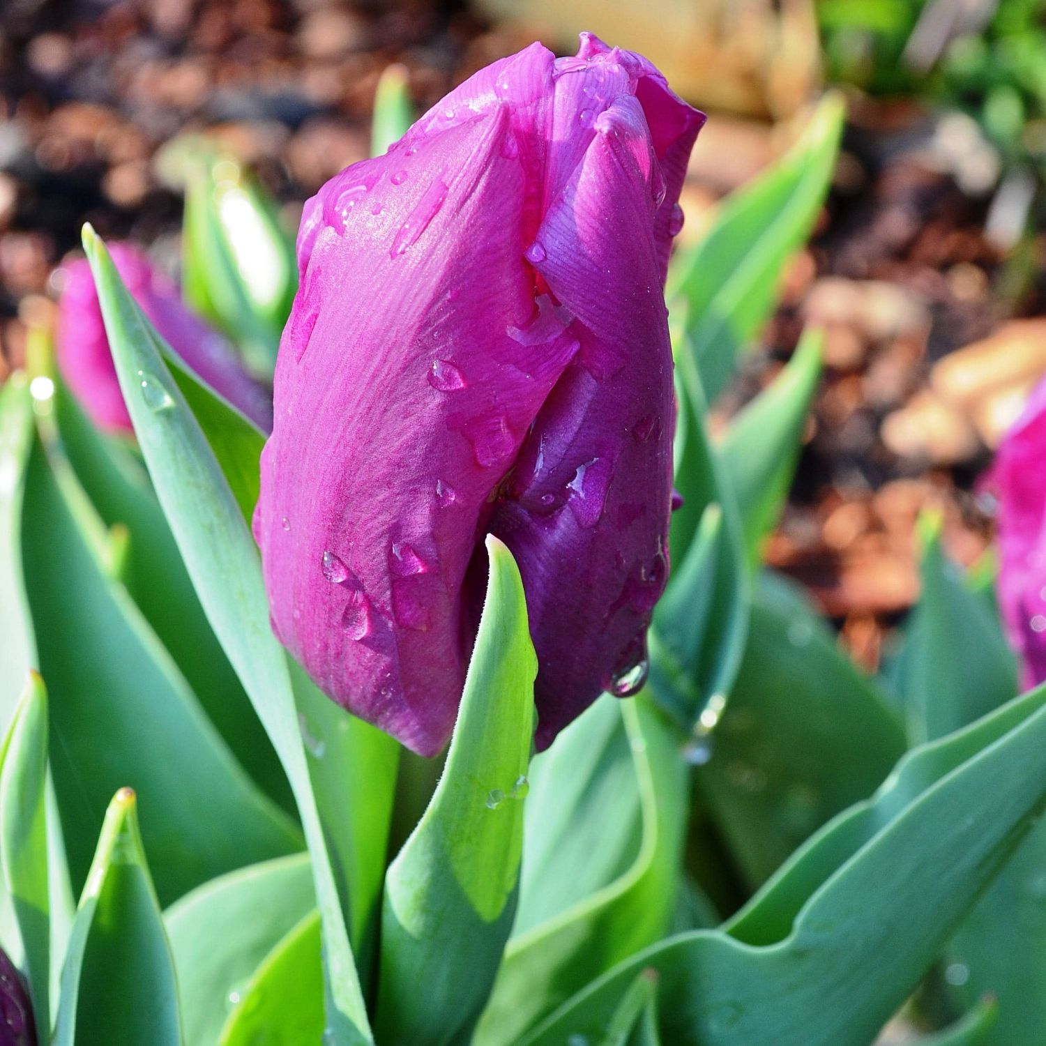 Тюльпан Перпл Принц Тюльпан Перпл Принц фото