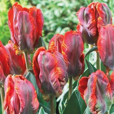 Тюльпан Блюмекс Фаворит Тюльпан Блюмекс Фаворит фото