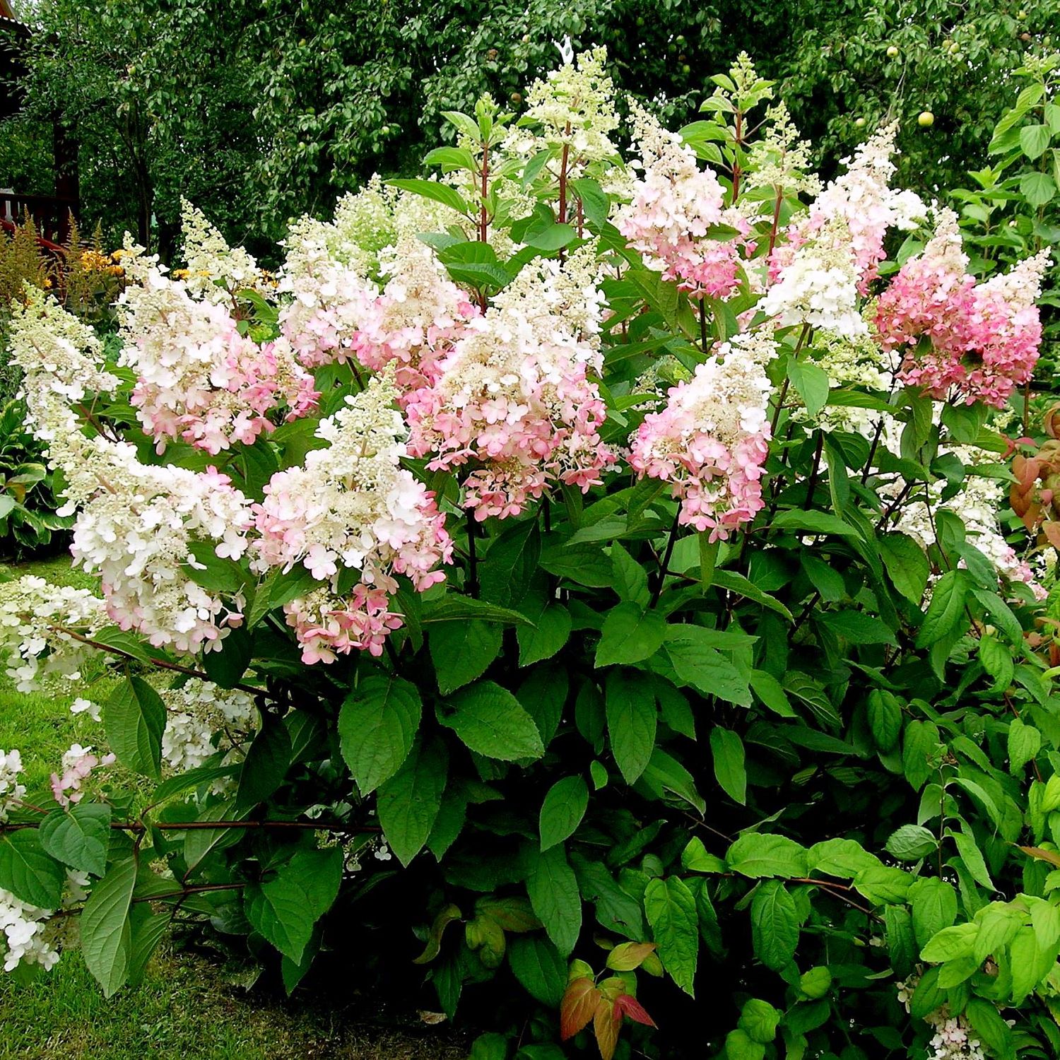 Гортензия метельчатая Конфетти, С10 фото