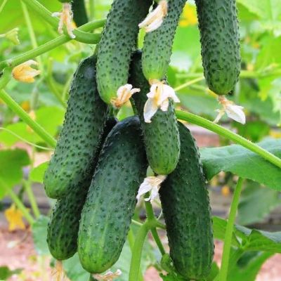 Огурец Князь Владимир фото