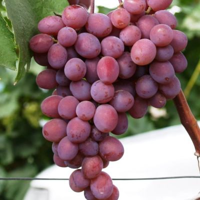 Виноград Кишмиш-Запорожский (бессемянный) Виноград Кишмиш-Запорожский (бессемянный) фото