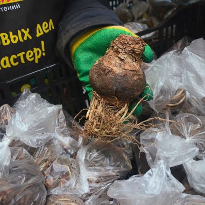 Амариллис Дезире Амариллис Дезире - Dolina-Sad.Ru