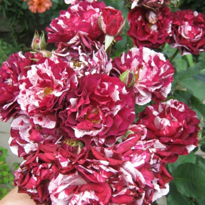 Роза Нью Имейдж фото