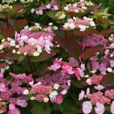 Гортензия пильчатая Дардевил Гортензия пильчатая Дардевил - Dolina-Sad.Ru