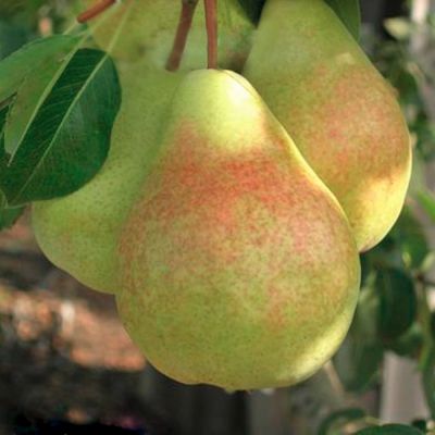 Груша Дельбарью Груша Дельбарью - Dolina-Sad.Ru